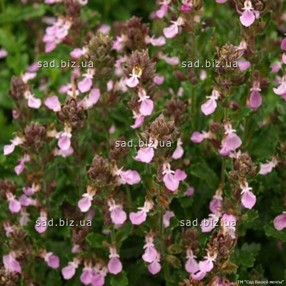 

Дубровник светлый. Контейнер 2 л