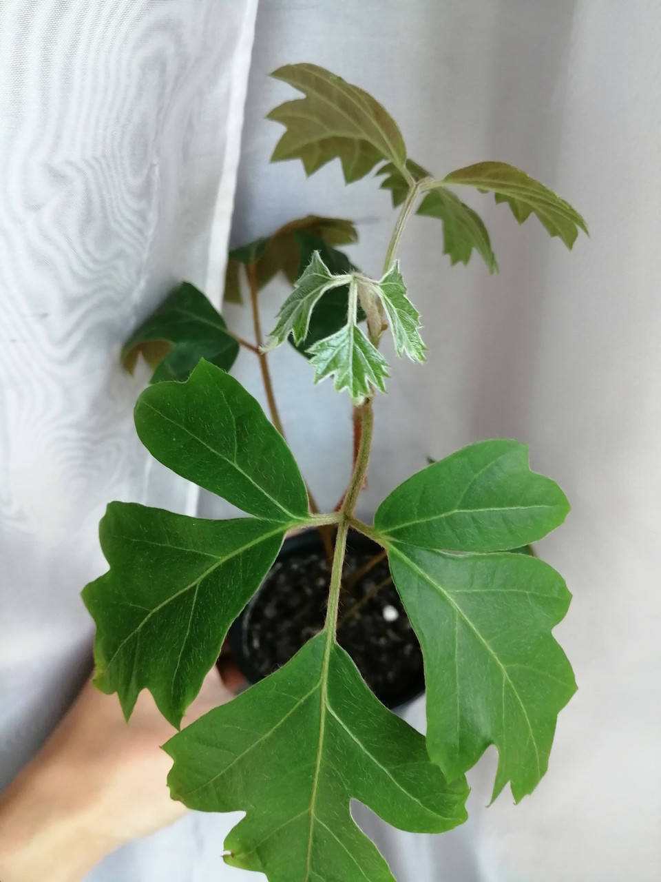 

Циссус ромболистный ("комнатный виноград") Cissus rhombifolia, молодое растение, Зелёный