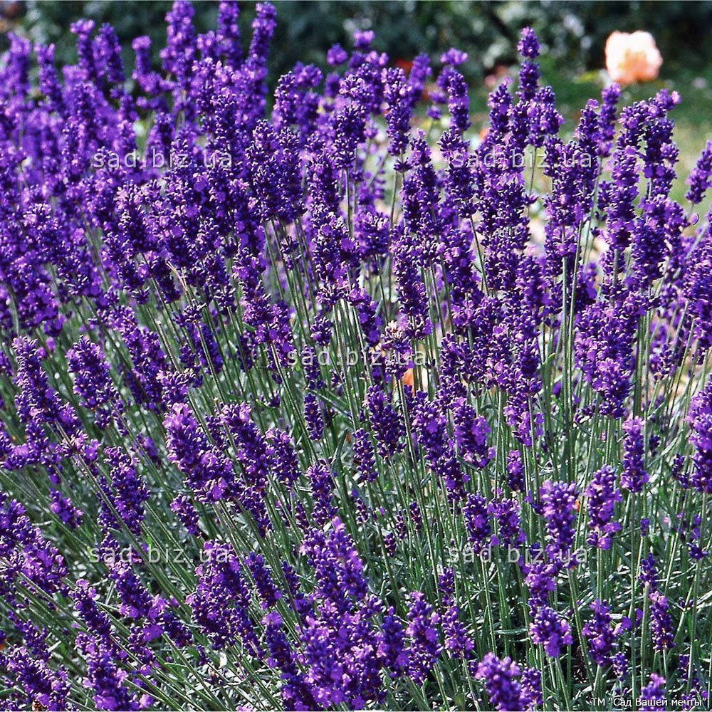 

Лаванда узколистная 'Dwarf Blue'. Контейнер 0,5л