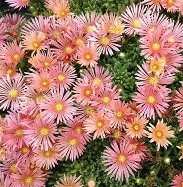 

Делосперма Kelaidis