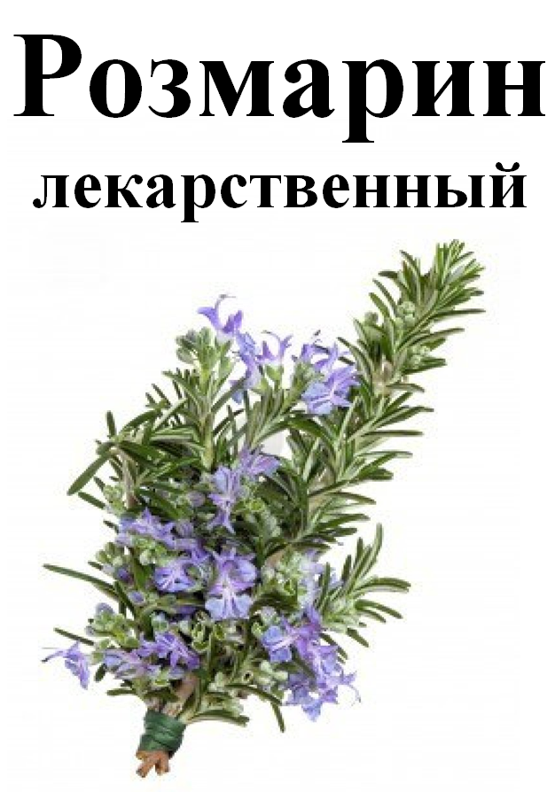 

Розмарин лекарственный, трава сухая, 45 грамм
