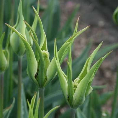 

Тюльпан Green Spider (луковицы) 3 шт