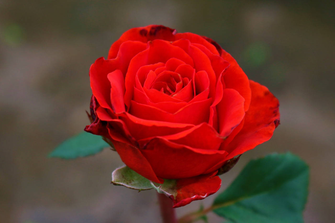 

Саженцы роз Эль Торо (El Toro)