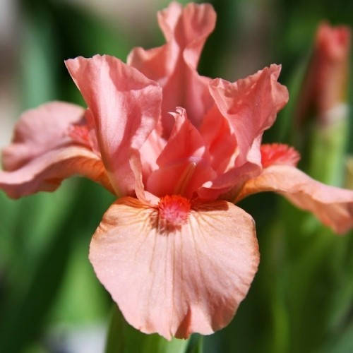 

Ірис Pussycat Pink (кореневища)