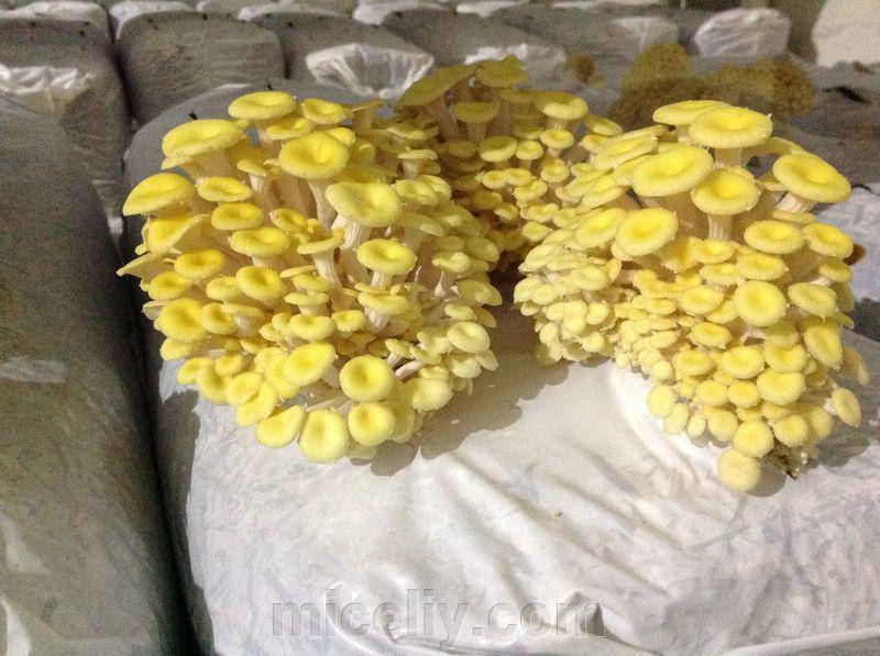 

Мицелий Вешенки лимонно-жёлтой, 150г.