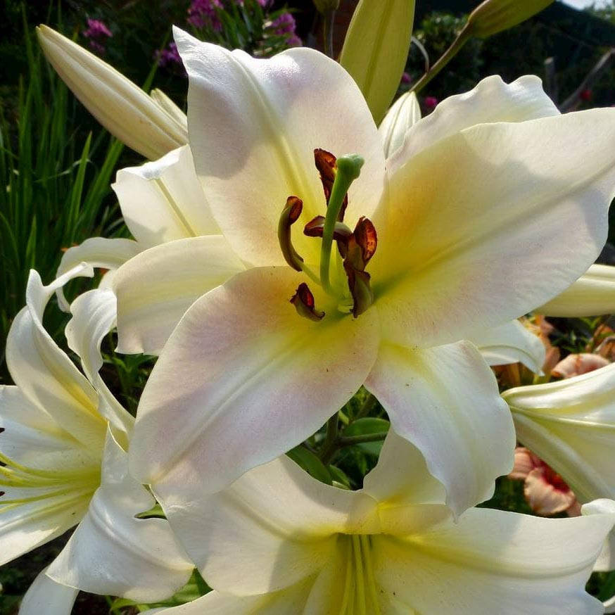 

Лилия Saronno Луковицы