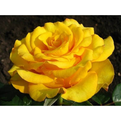 

Роза Керио (Kerio)