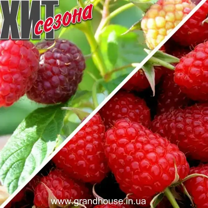 

Малина "ПОЛЬКА" ('Polкa') / Саженцы / Ремонтантный сорт