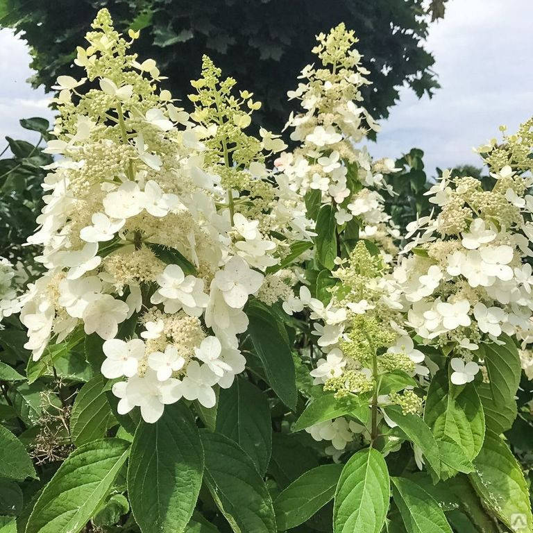 

Гортензия метельчатая Киушу (Kyushu), ЗКС в горшках 2.0 л