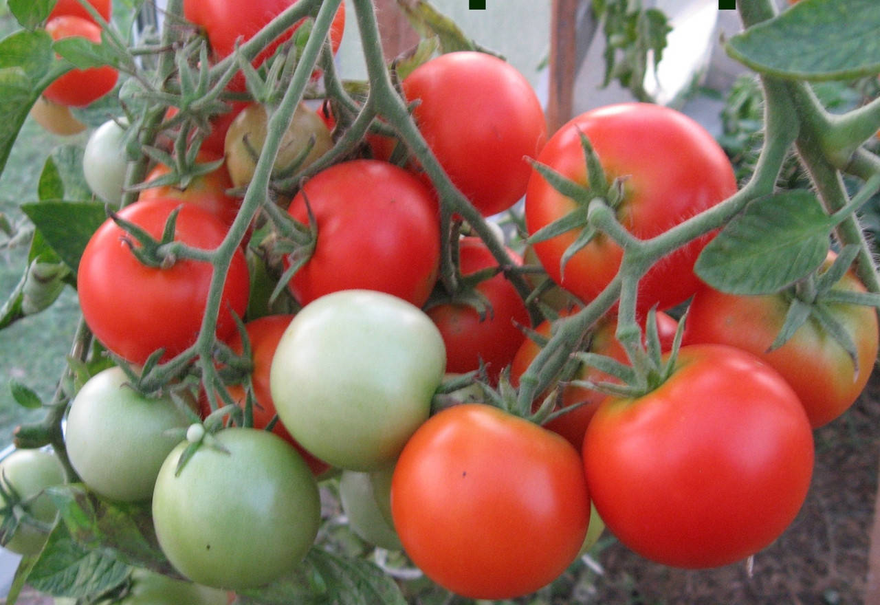 

Семена томата Эфемер