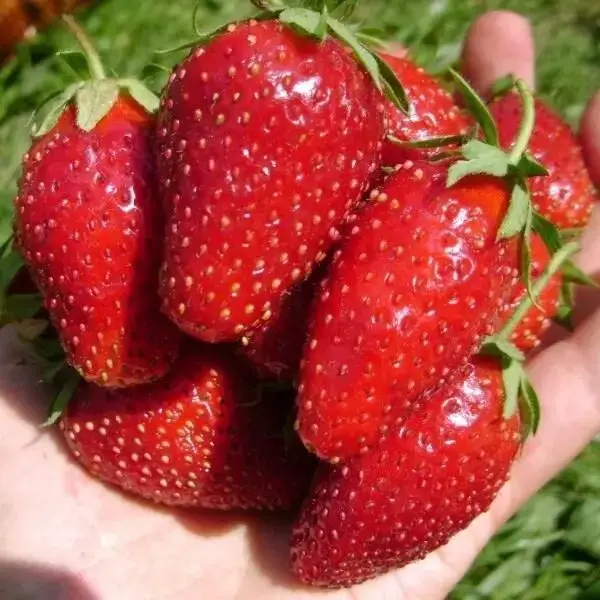 

Клубника "РОКСАНА" / Высокоурожайный крупноплодный сорт / Саженцы (ОКС)