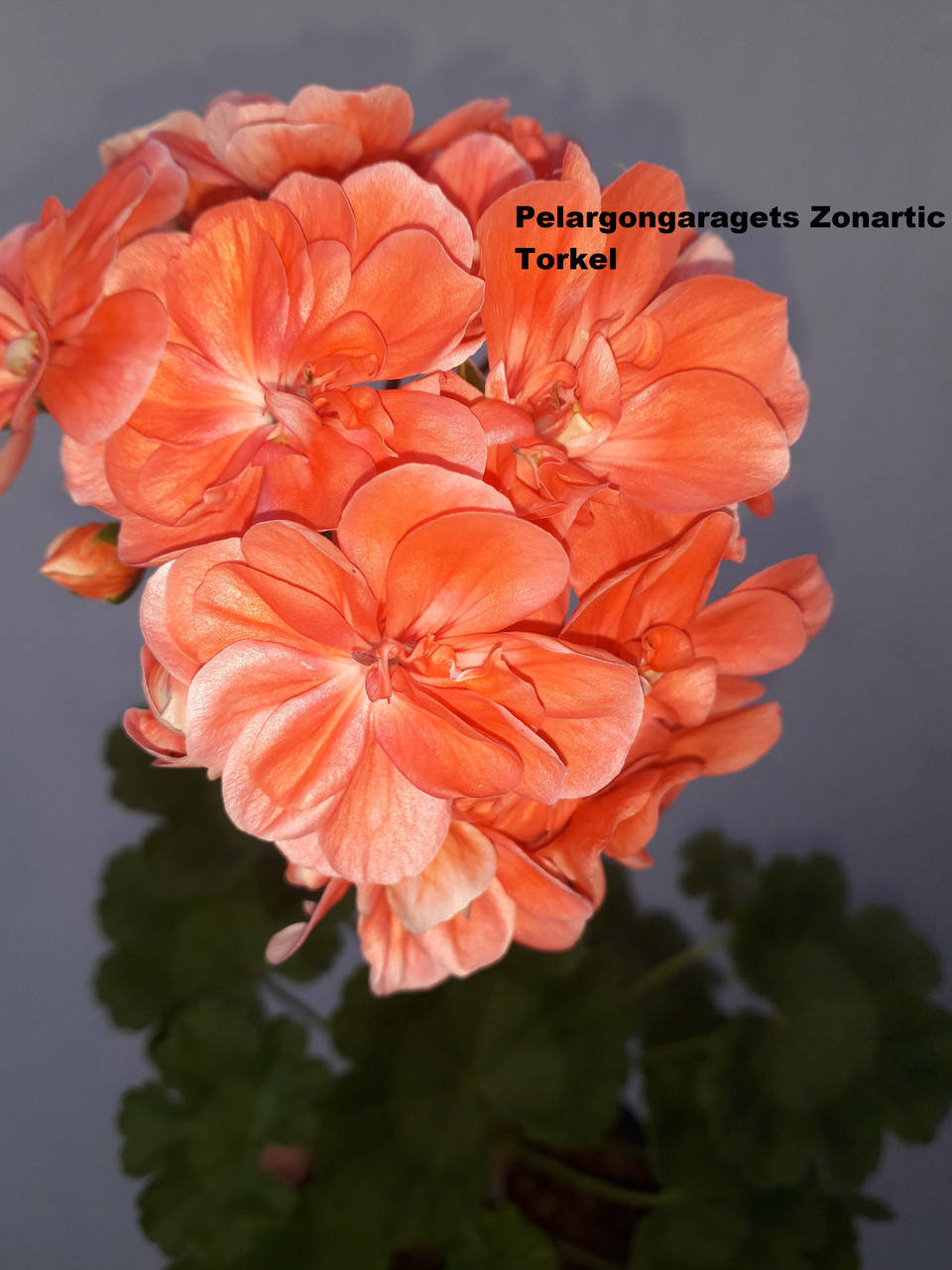 

Pelargongaragets Zonartic Torkel (215)