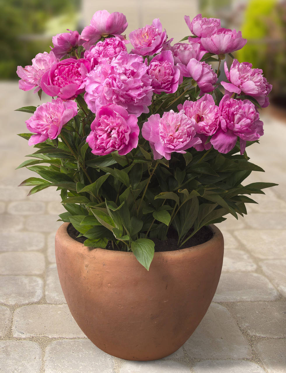 

Пион Патио Рим (Patio Peony Rome)