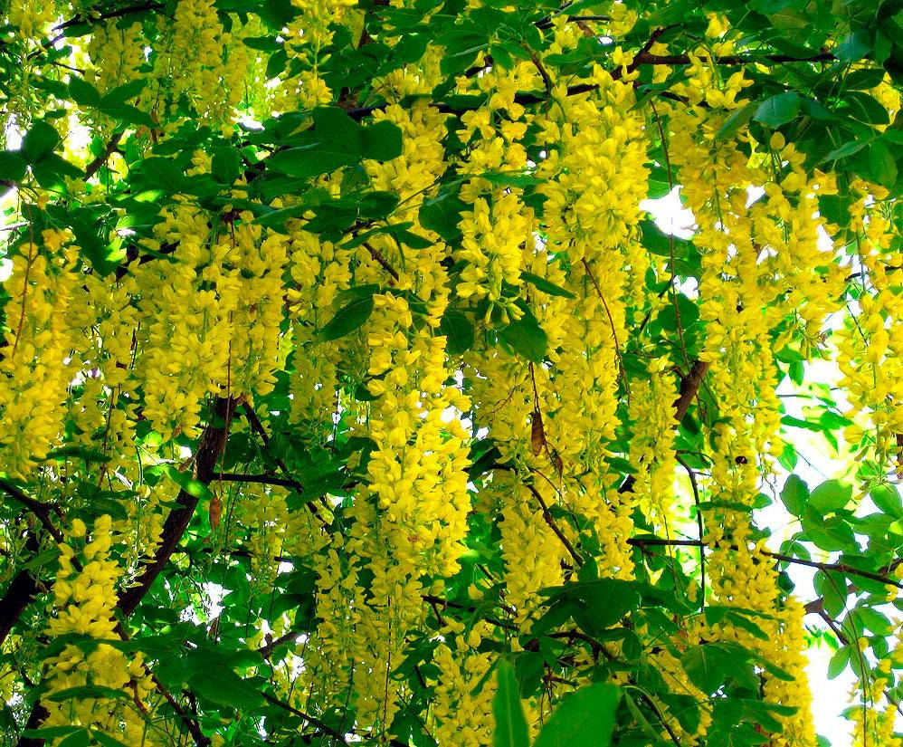 

Саджанці бобовника Золотий дощ