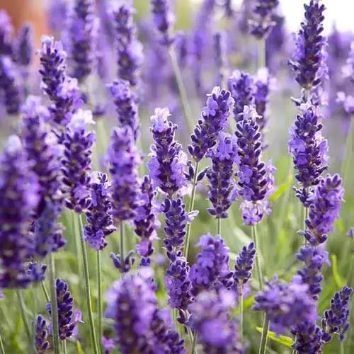 

Лаванда узколистная 'angustifolia' / Саженцы