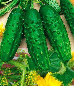 

Семена огурцов пчелоопыляемых Феникс-плюс (инк.)