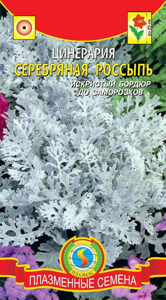 

Цинерария Серебряная россыпь 100 шт (Плазменные семена)