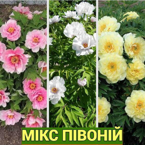 

МИКС древовидных пионов ("РОЗОВЫЙ"+"БЕЛЫЙ"+"ЖЕЛТЫЙ") / 3 шт. / Саженцы