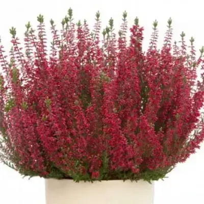 

ВЕРЕСК "СИССИ" (Calluna vulgaris 'Sissi') / Саженцы (ЗКС)
