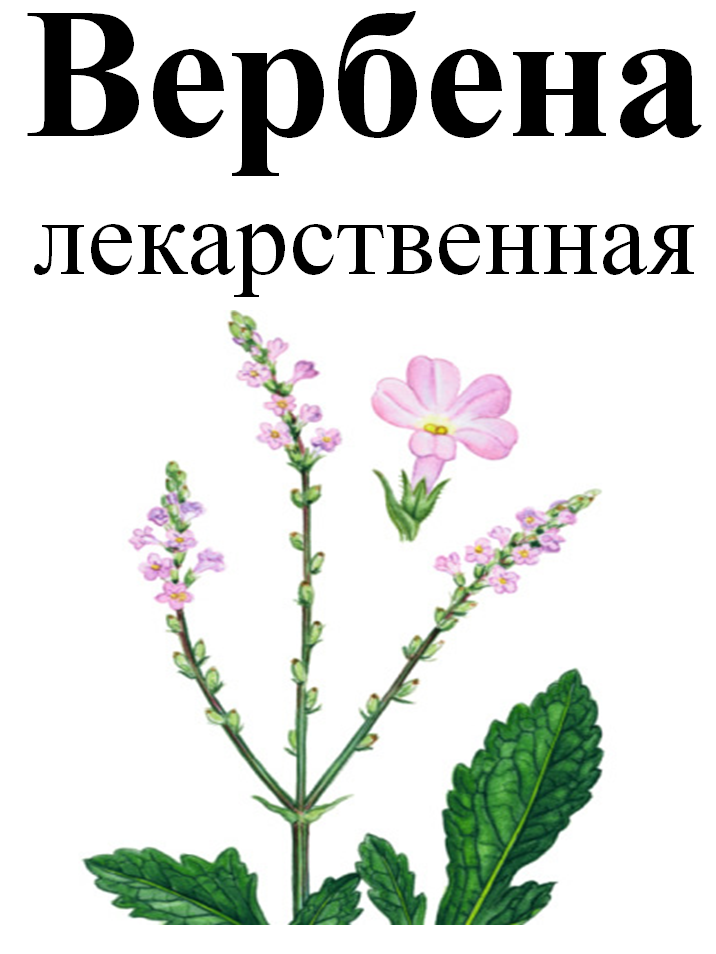 

Вербена лекарственная, трава сухая, 30 грамм