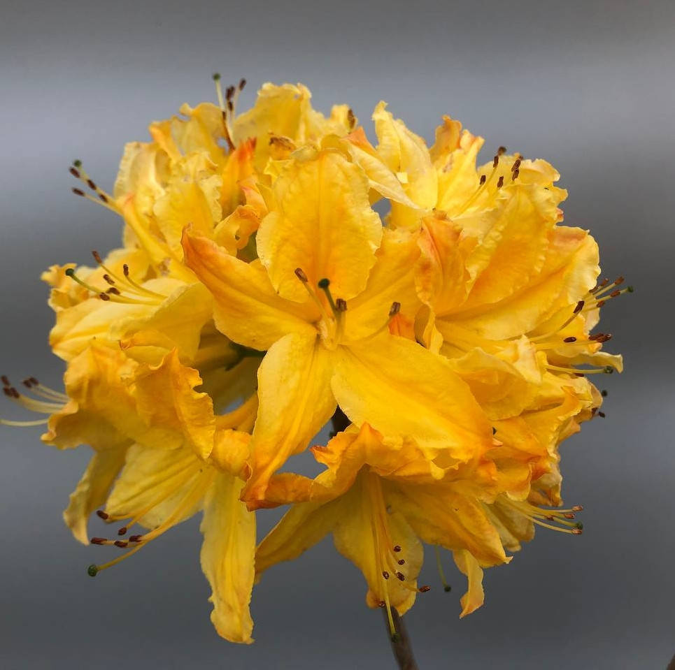 

Саженец азалии GOLDEN LIGHTS, 3 - летний, контейнер 3л