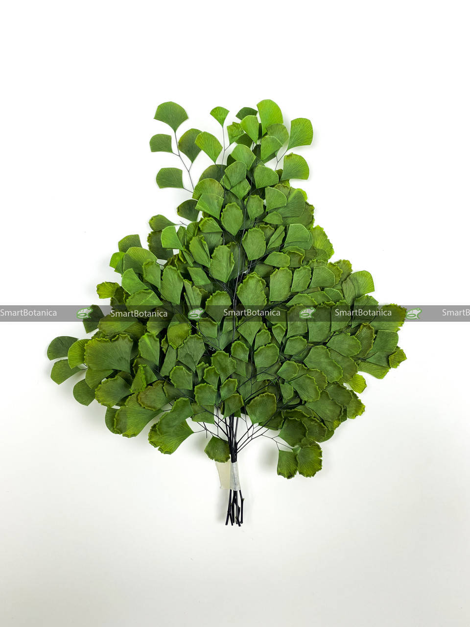 

Стабилизированный Адиантум, Зеленый