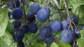 

Слива Президент