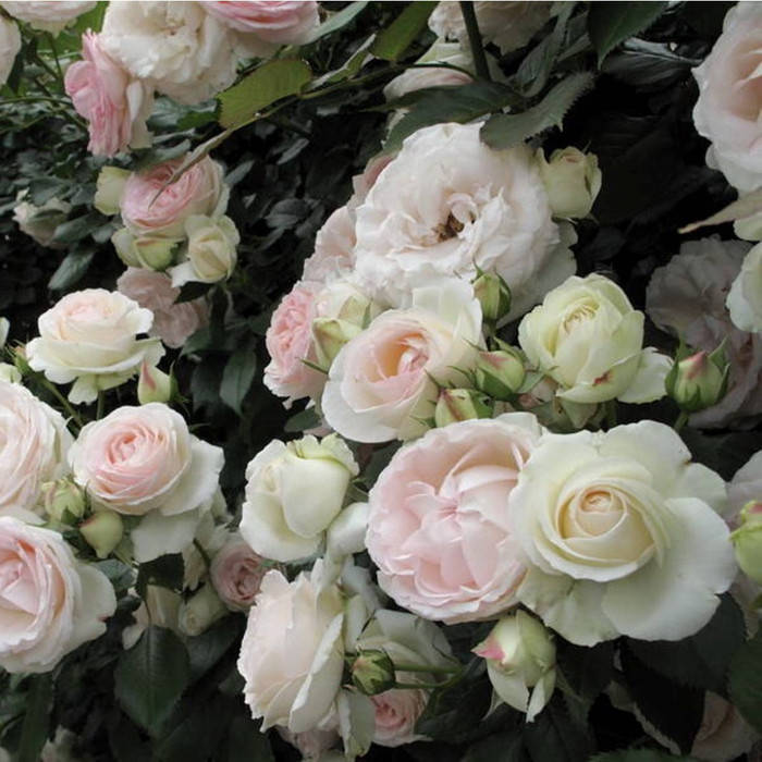 

Мариетта (Marietta)