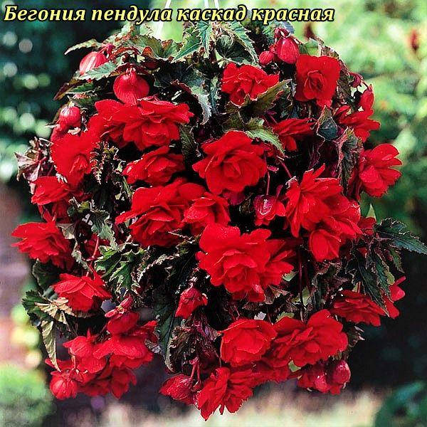 

Бегония ампельная каскадная красная. Клубень 5/6, Красный