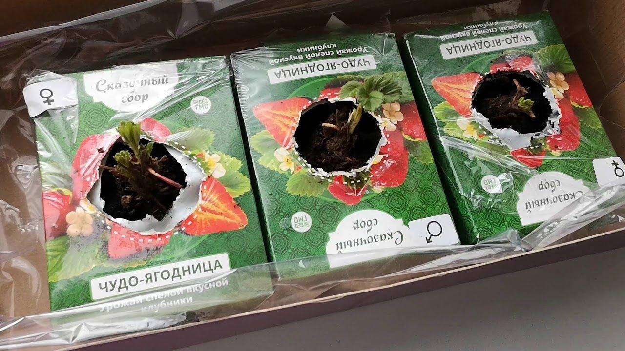 

Чудо-ягодница Сказочный сбор – набор для выращивания клубники на подоконнике