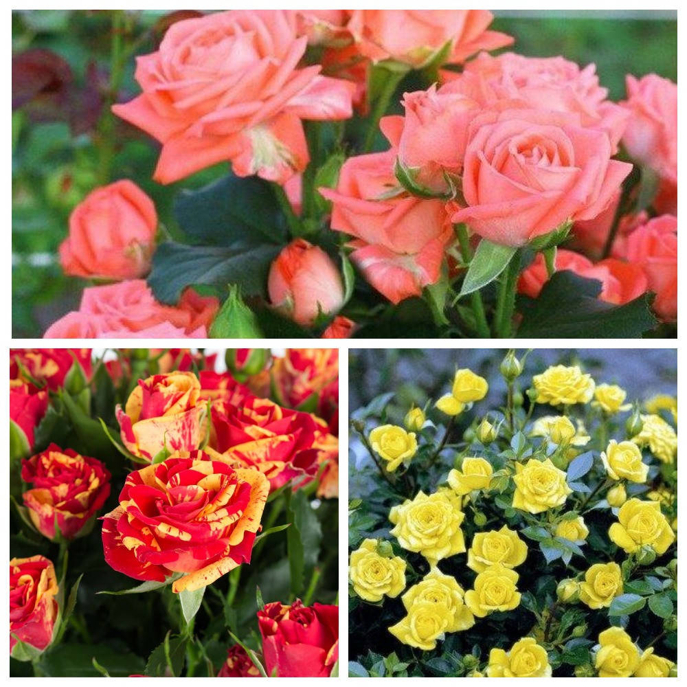 

Комплект из 3-х сортов розы