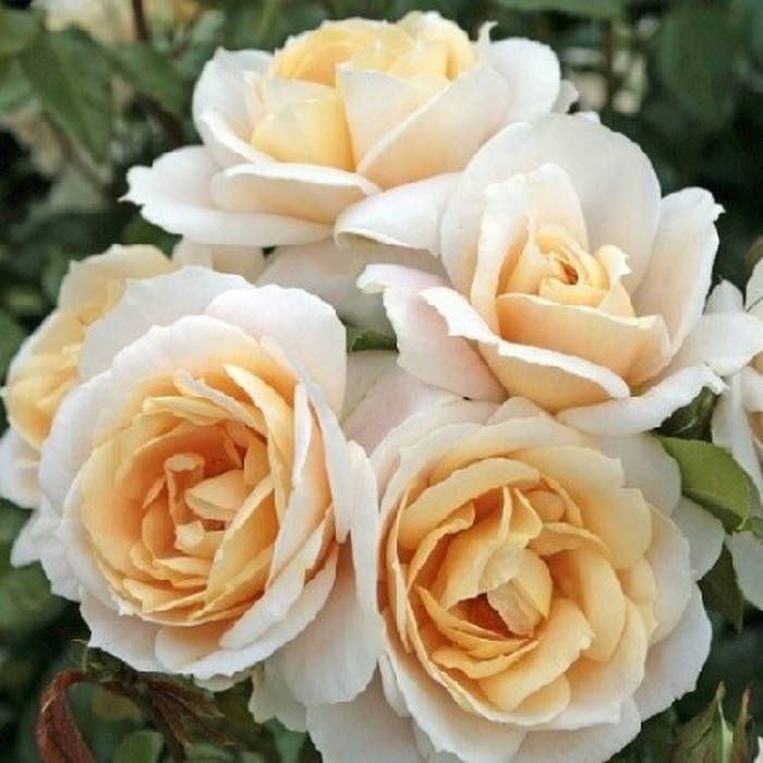 

Лайонз Роуз (Lions Rose)