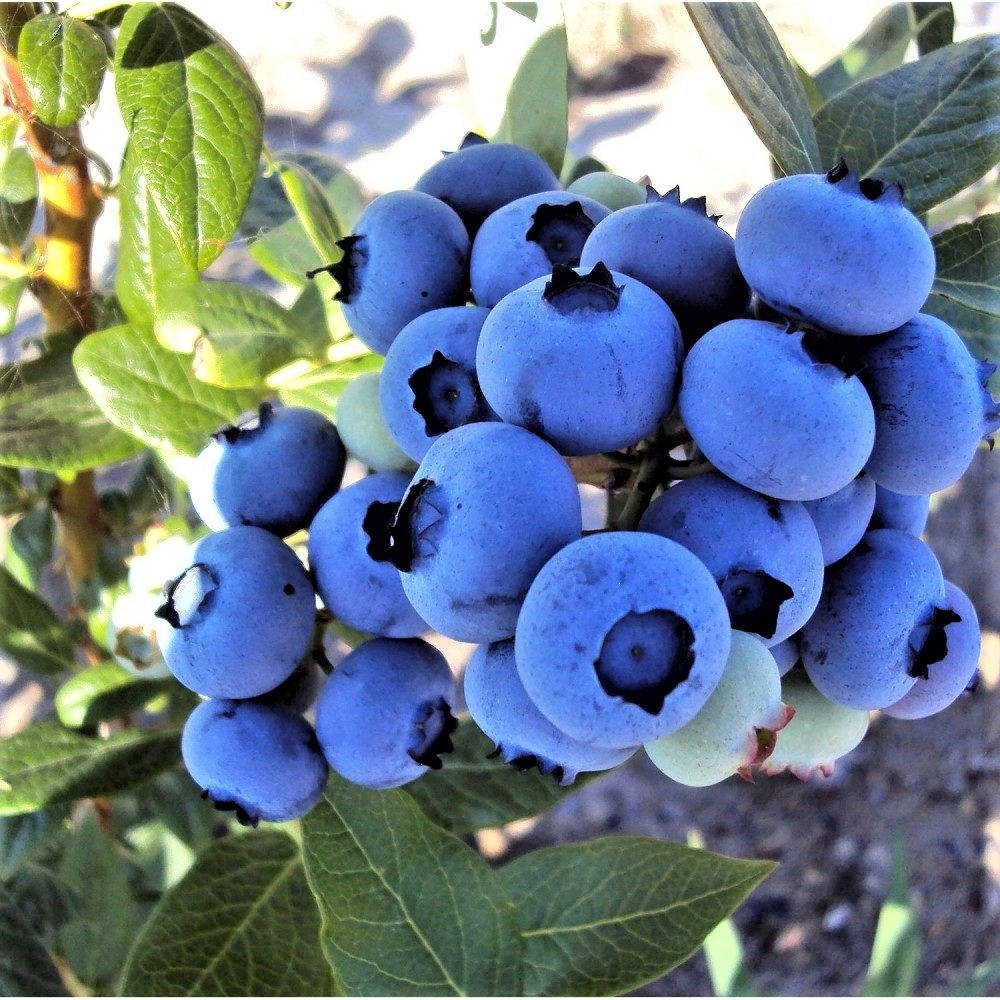 

Саженцы Голубики Фламинго - средняя, сладкая, урожайная (3-х летка) С2