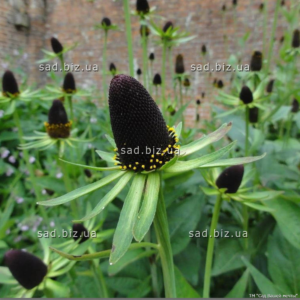 

Рудбекия западная 'Green Wizard'. Контейнер 3 л