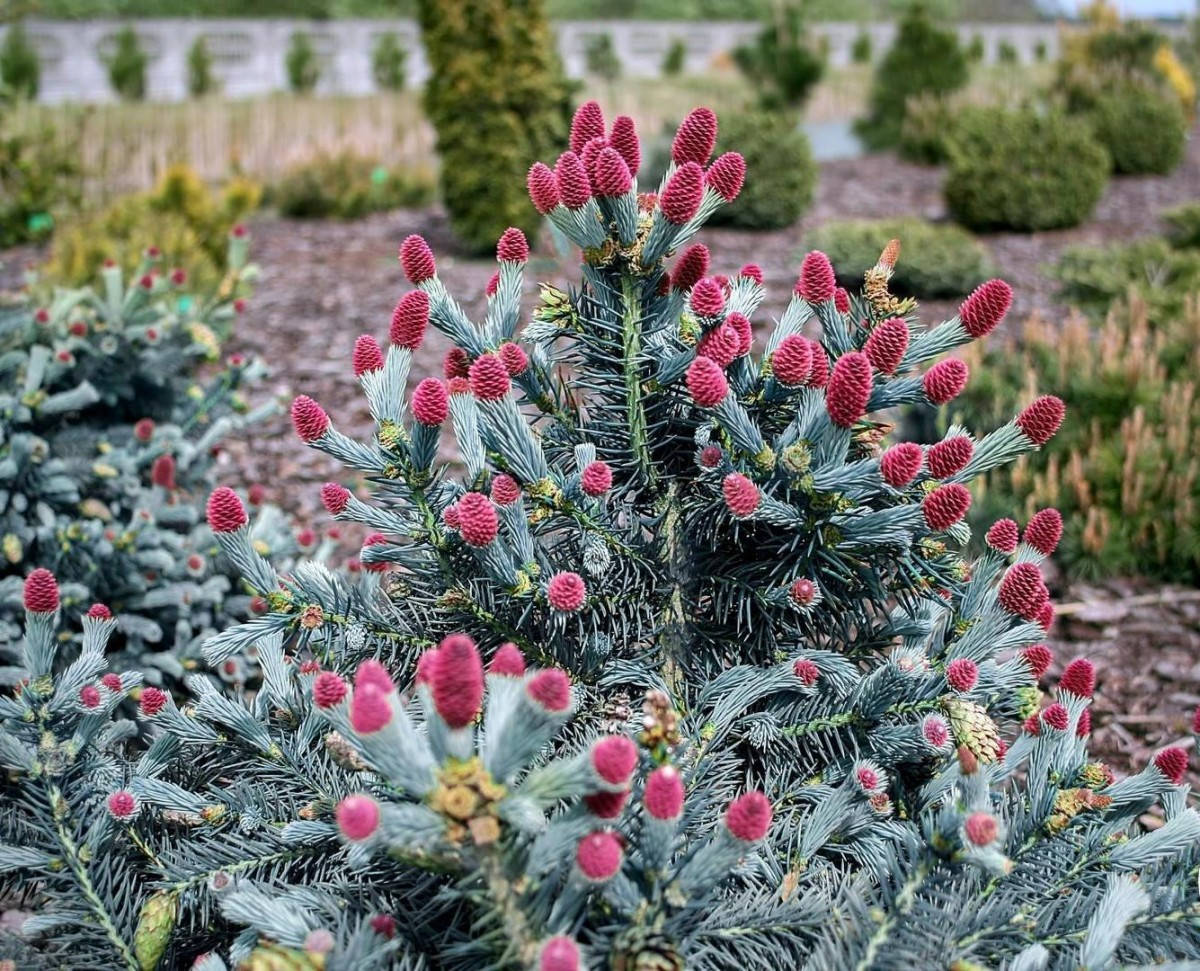

Ялина колюча Герман Нау (Picea pungens Hermann Naue)