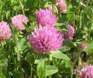 

Семена клевер красный 1кг Украина