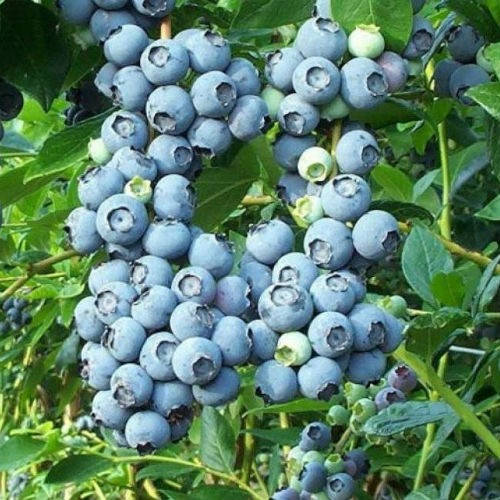 

ГОЛУБИКА ДАБЛ ( 3 рична)