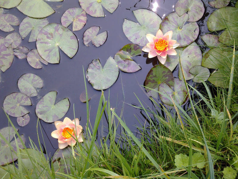 

КУВШИНКА, НИМФЕЯ "ГРЕЙПФРУТ" (взрослый куст в сетчатом горшке)