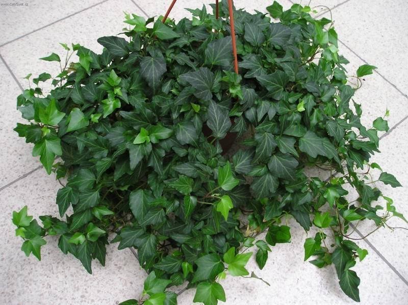

Саженцы Плюща обыкновенного (Hedera helix)