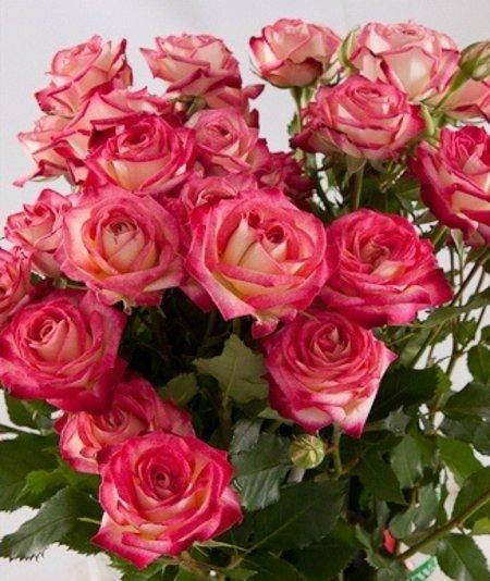 

Саджанці Троянди (Safina)