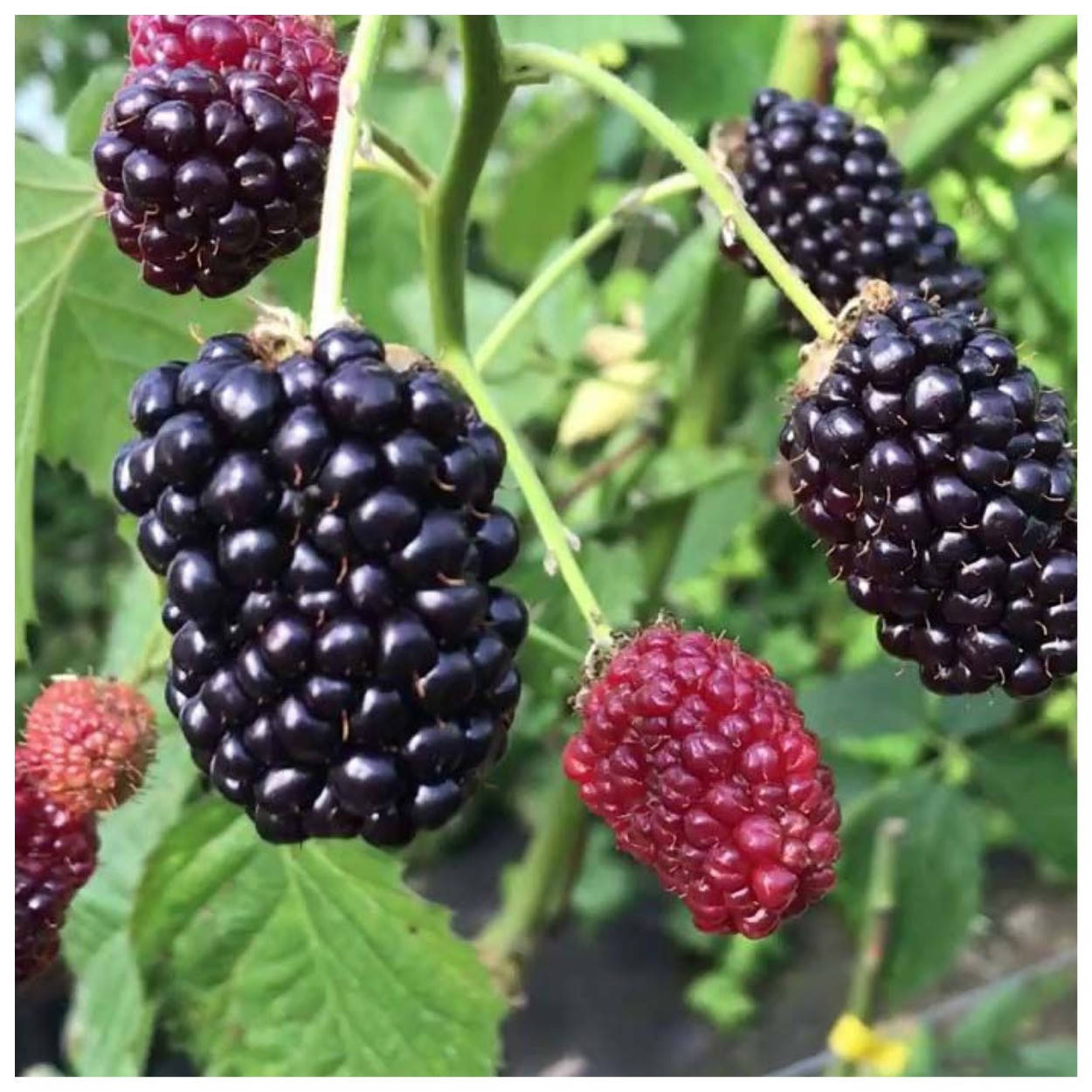 

Ежевика ремонтантная Прайм Арк Фридом