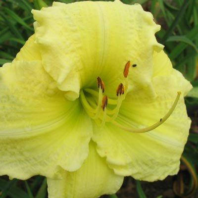 

Лилейник Brocaded Gown (саженцы)