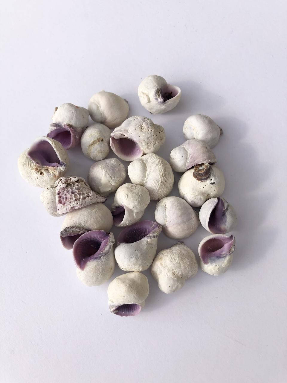 

Ракушка морская Цебу бойти (Кораллиофила неритоидеа) 1,5-2,5см