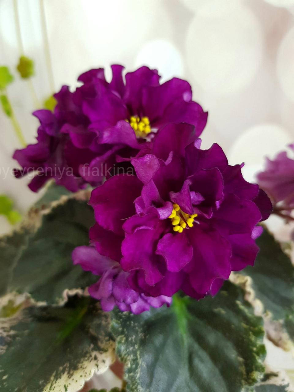 

Фиалка НК-Софія Ротару дітка, Черно-красный