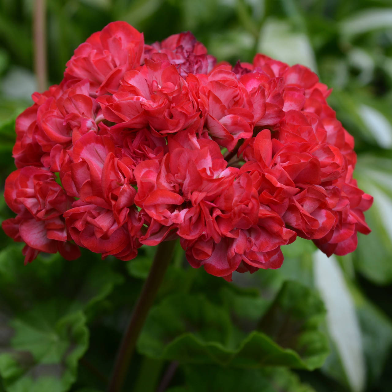 

Пеларгония Odensjo symfonia, Pelargonium Odensjo symfonia, Розовый