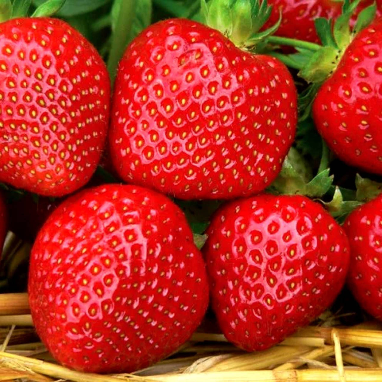 

Саженцы клубники (рассада) Портола (portola) - ремонтантная, крупноплодная, транспортабельная