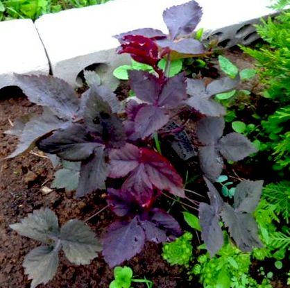 

Криптотения японская Atropurpurea (Японская петрушка)