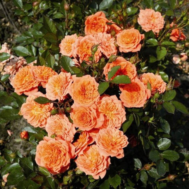 

Оранж Фейри (Orange Fairy)