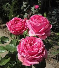 

Роза чайно-гибридная Огюст Ренуар (Auguste Renoir)