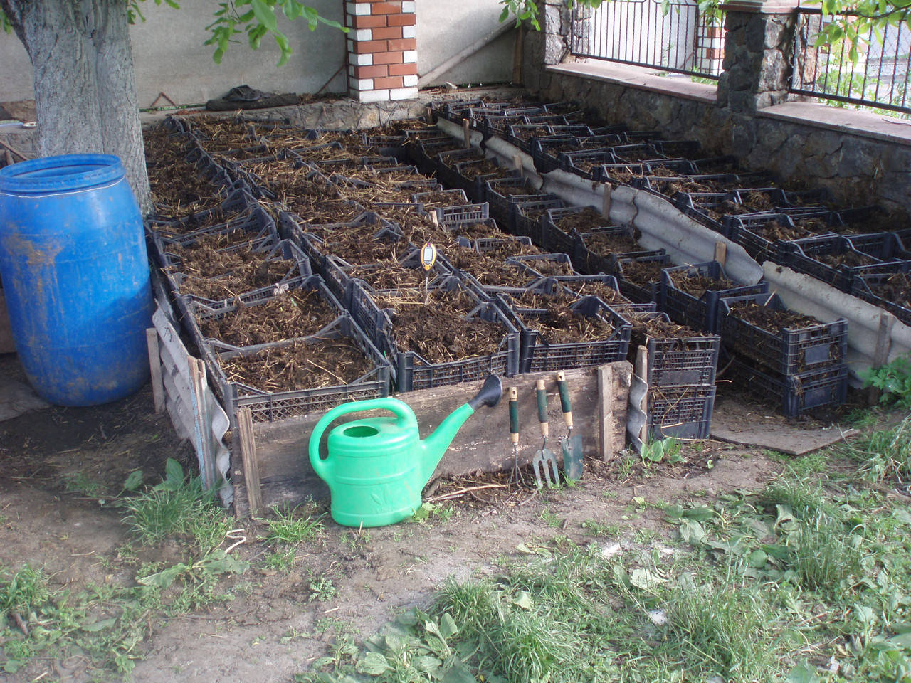 

Красные калифорнийские черви